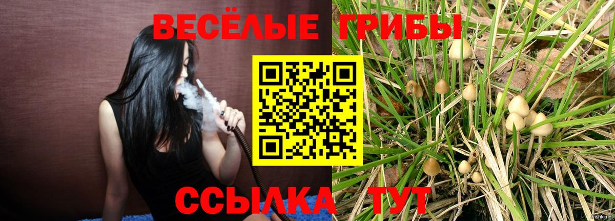Кисловодск  Псилоцибиновые грибы прущие грибы  Вход с VPN 